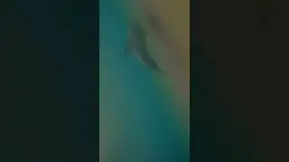 Сходил в дельфинарий