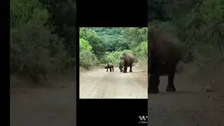 Amazing video watch #like #subscribe #animals #wildlife #viralvideo