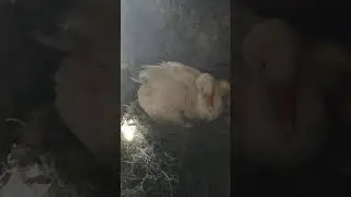 Гусыня МАМУТ высидела гусят
