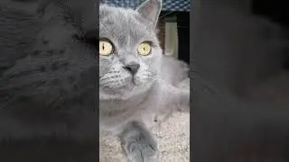 Как свалить на рыбалку? | Котоблог 23 