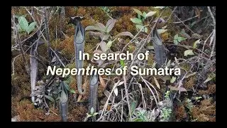 In search of Nepenthes in Sumatra (plus one Volcanic eruption!)