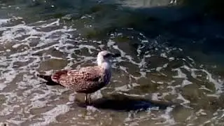 Севастополь. Пляж Омега