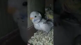 YAVRU MUHABBET KUŞLARI.