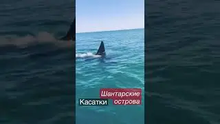 Касатки. Шантарские острова. Охотское море. 