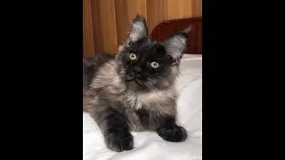 Тим, котенок мейн кун