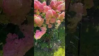 Мы умеем создавать красоту на наших участках #огород #дачасадогород #дача #грядки #garden #дачасад