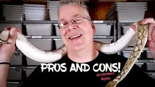 Pros and Cons of Keeping a Snake as a Pet!