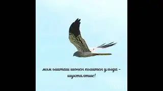 Поро эр Марий калык! С добрым утром! 
