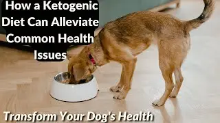 Common health problems that can be improved by a ketogenic diet