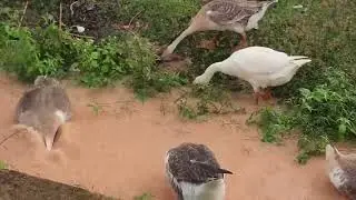 Geese Love Rain