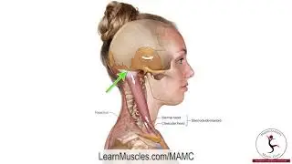 Muscle Anatomy Master Class   Sternocleidomastoid   Muscle Attachment Drawn Illustration