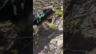 Yorkshire Terrier Finds Nevada Ground Squirrel Den.