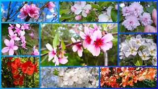 Blooming gardens, video of fresh flowers of fruit trees. Beauty, relaxation