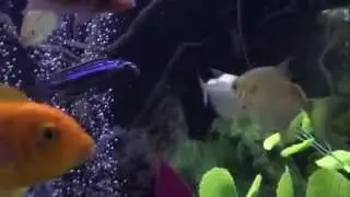 My Aquarium in SloMo
