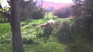 Tango Playing