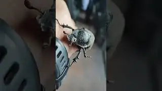 Insect #animals #animal