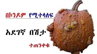 እጅግ አደገኛው ቫይረስ. ኮንዶም የማያድነው የብልት ኪንታሮት Genital warts Dr. Tena