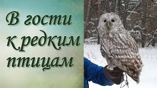 Экскурсии 2019 Барнаул Соколятник Фалькон
