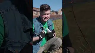 Ako strihať malinu, aby bola zdravá a bohato plodila