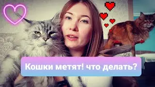 ЖИЗНЬ С МЕЙН-КУНАМИ / КОТ НАЧАЛ МЕТИТЬ, ЧТО ДЕЛАТЬ? / ДОДЕЛАЛИ РЕМОНТ - КРАСОТА