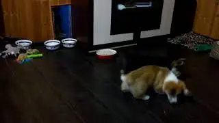 Щенки корги играют )))