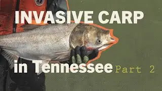 Invasive Carp in Tennessee: Part 2