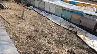 Карника Тройзек 1075 зимовка пять споловиной месяцев.