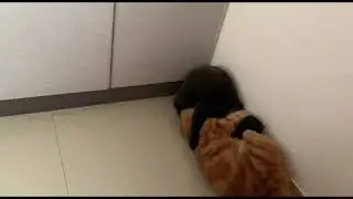 Persian cats 