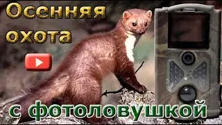 Long-awaited marten! Autumn hunting with a photo trap Filin 120.