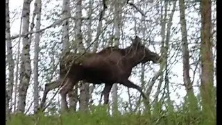 Elg ved Kåsen
