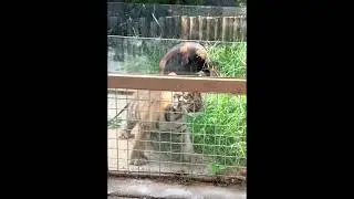 Tiger cub tries to jump over the fence