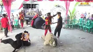 Atraksi Kebo Ngamuk Krisna Muda