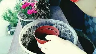 Алоказия.Советы по уходу