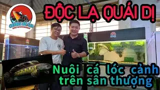 [HOT] Mô hình nuôi CÁ LÓC KIỂNG nhập trên sân thượng thu nhập khủng.