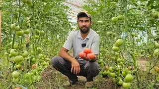 BUR PINK F1 🇹🇷 ПУШТИ ПОМИДОРИ 60 КУНДА ПИШДИ.