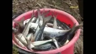Клёвое место  Река Дон, ловля донской сельди нахлыстом и бомбардами