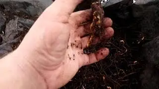 Проращивание малины из корня. Амира, энросадира, дельнива.