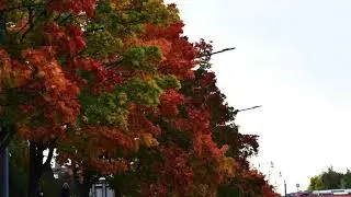 Fall | Autumn colors | beautiful peaceful music | life in Finland | vlog | Indian