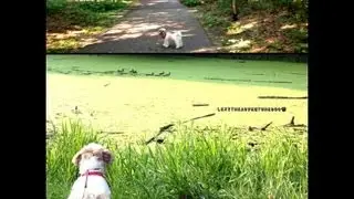 Shih Tzu dog Lexi attempting to catch ducklings