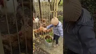 Алиса кормит курочек.