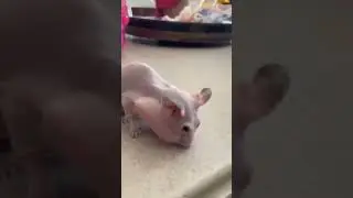 лысый хомяк, теперь ты видел многое))))