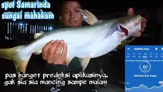 pendeteksi aktifitas ikannya memang ampuh strek patin kuning mahakam