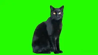 Black cat green screen for editing