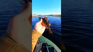 ✅️ Впіймав - Відпустив 🐟😁 #shorts #рибалка #окунь #fishing #nature