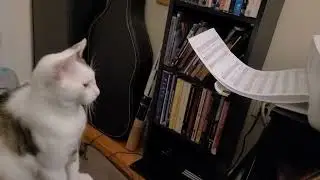 Cat watching printer like it's a scary movie