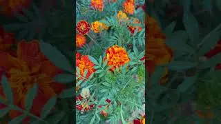 Осень # #олявполе #осень #прекраснаяосень #morning #дача #music