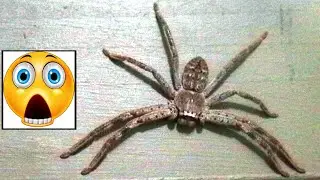 Гигантский Австралийский Паук 🕷😱 ПАУК - ГИГАНТ