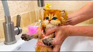 First bath of a Cute Kitten