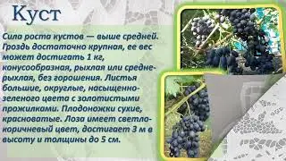 Ришелье виноград