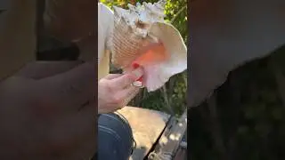 Вот откуда берутся крабовые палочки
